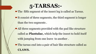 STRUCTURE AND MODIFICATION OF INSECT LEG ENT-501.pdf