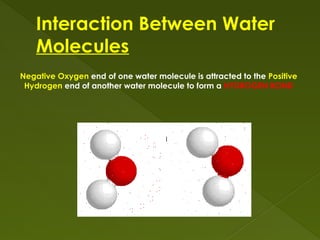 Interaction Between Water
Molecules
Negative Oxygen end of one water molecule is attracted to the Positive
Hydrogen end of another water molecule to form a HYDROGEN BOND
 