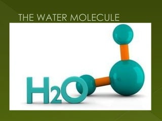 THE WATER MOLECULE
 