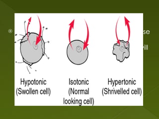  The word "HYPER" means more, in this case
there are more solute (salt) molecules
outside the cell, since salt sucks, water will
move out of the cell.
 