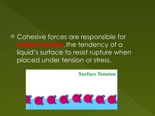  Cohesive forces are responsible for
surface tension,the tendency of a
liquid’s surface to resist rupture when
placed under tension or stress.
 