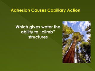 Adhesion Causes Capillary Action
Which gives water the
ability to “climb”
structures
 