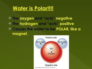 Water is Polar!!!!
 The oxygen end “acts” negative
 The hydrogen end “acts” positive
 Causes the water to be POLAR, like a
magnet.
 