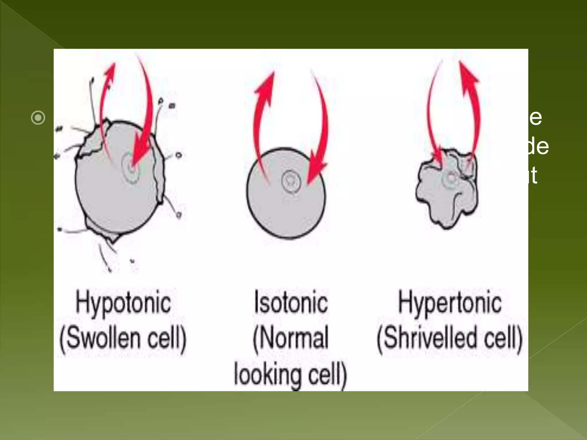  The word "HYPER" means more, in this case
there are more solute (salt) molecules outside
the cell, since salt sucks, water will move out
of the cell.
 