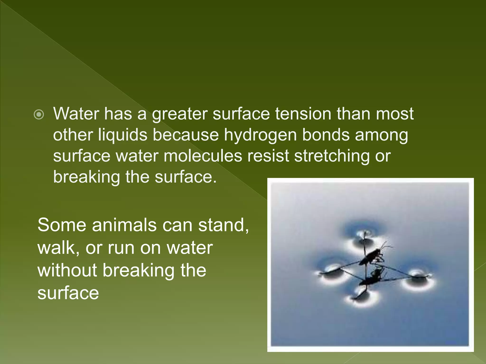  Water has a greater surface tension than most
other liquids because hydrogen bonds among
surface water molecules resist stretching or
breaking the surface.
Some animals can stand,
walk, or run on water
without breaking the
surface
 