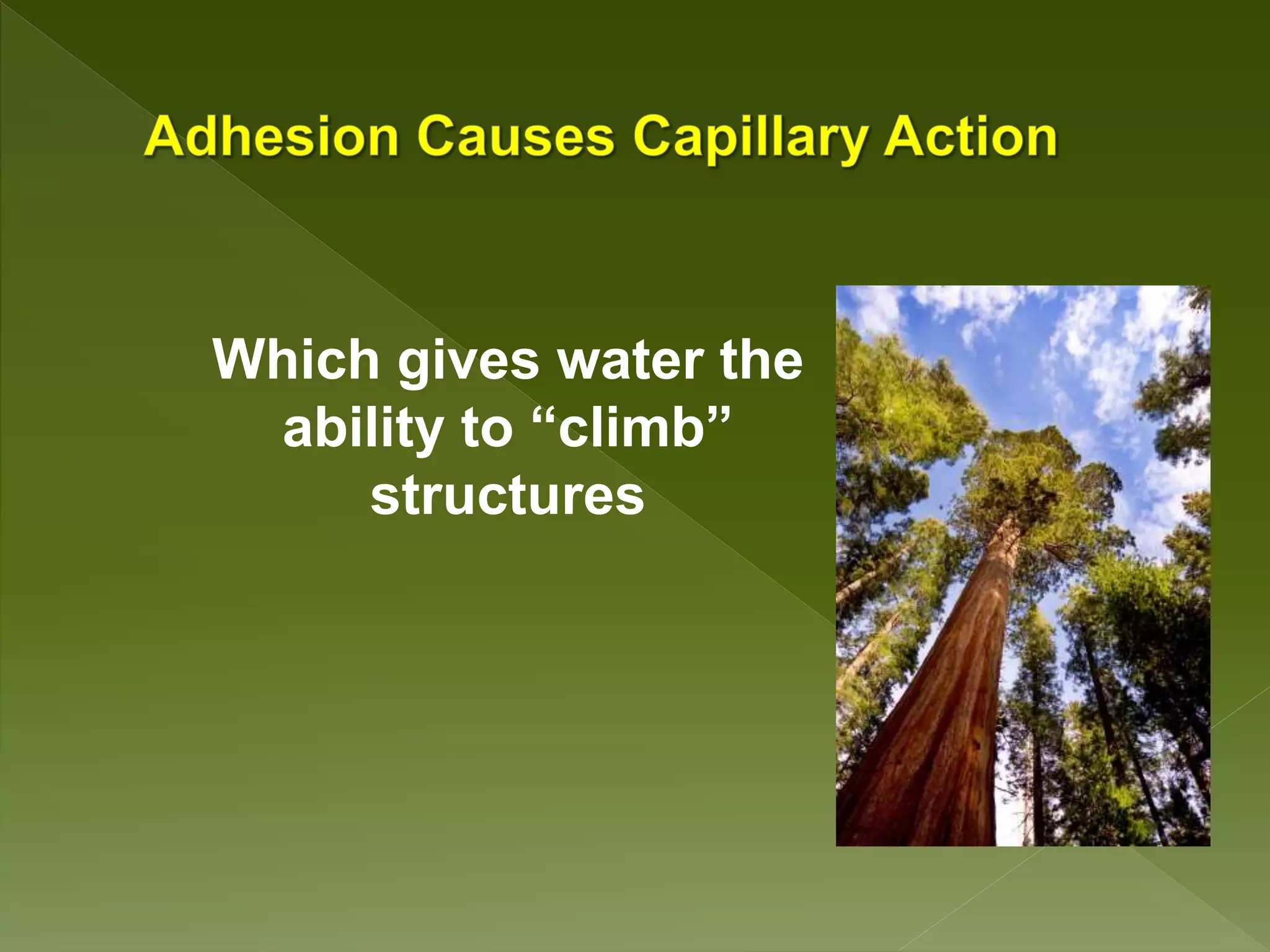 Which gives water the
ability to “climb”
structures
 