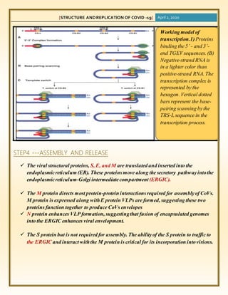 structure-and-replication-docx