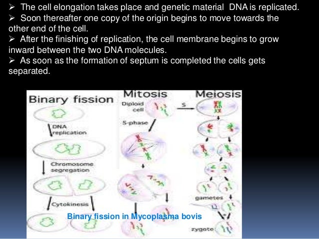 Structure and reproduction of mycoplasma
