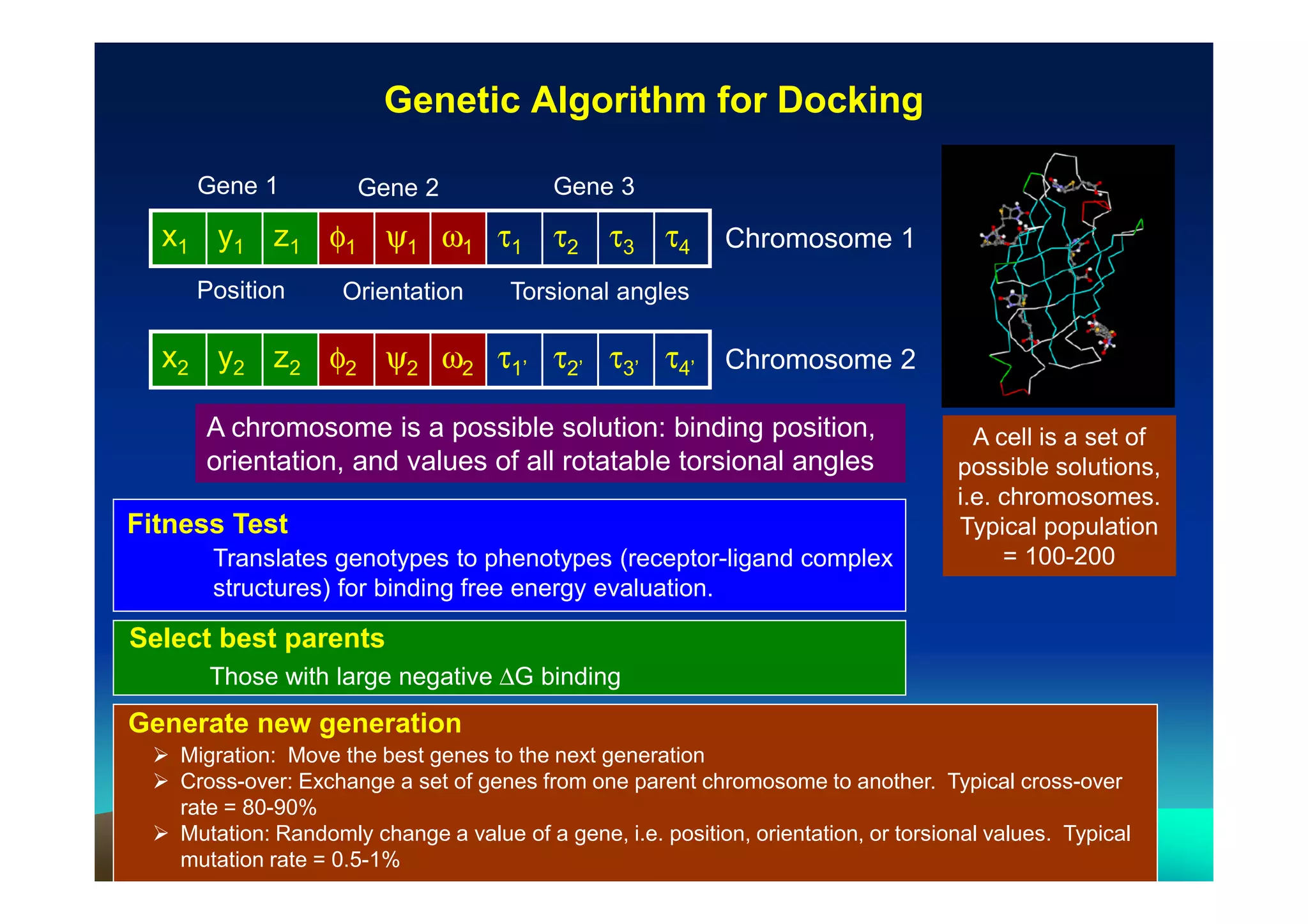 Genetic Algorithm for Docking
Gene 1

Gene 2

Gene 3

x1 y1 z1 φ1 ψ1 ω1 τ1 τ2 τ3 τ4
Position

Orientation

Chromosome 1

Torsional angles

x2 y2 z2 φ2 ψ2 ω2 τ1’ τ2’ τ3’ τ4’ Chromosome 2
A chromosome is a possible solution: binding position,
orientation, and values of all rotatable torsional angles
Fitness Test
Translates genotypes to phenotypes (receptor-ligand complex
structures) for binding free energy evaluation.

A cell is a set of
possible solutions,
i.e. chromosomes.
Typical population
= 100-200

Select best parents
Those with large negative ∆G binding

Generate new generation
Migration: Move the best genes to the next generation
Cross-over: Exchange a set of genes from one parent chromosome to another. Typical cross-over
rate = 80-90%
Mutation: Randomly change a value of a gene, i.e. position, orientation, or torsional values. Typical
mutation rate = 0.5-1%

 