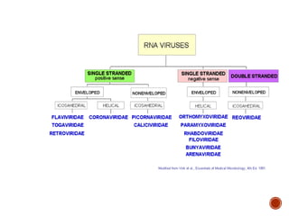 structure & classification of virus copy.pptx