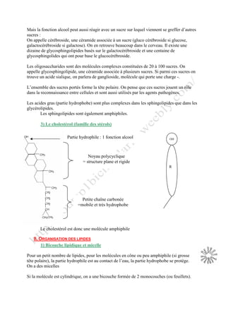Mais la fonction alcool peut aussi réagir avec un sucre sur lequel viennent se greffer d’autres
sucres :
On appelle cérébroside, une céramide associée à un sucre (gluco cérébroside si glucose,
galactocérébroside si galactose). On en retrouve beaucoup dans le cerveau. Il existe une
dizaine de glycosphingolipides basés sur le galactocérébroside et une centaine de
glycosphingolides qui ont pour base le glucocérébroside.
Les oligosaccharides sont des molécules complexes constituées de 20 à 100 sucres. On
appelle glycosphingolipide, une céramide associée à plusieurs sucres. Si parmi ces sucres on
trouve un acide sialique, on parlera de ganglioside, molécule qui porte une charge -.
L’ensemble des sucres portés forme la tête polaire. On pense que ces sucres jouent un rôle
dans la reconnaissance entre cellules et sont aussi utilisés par les agents pathogènes.
Les acides gras (partie hydrophobe) sont plus complexes dans les sphingolipides que dans les
glycérolipides.
Les sphingolipides sont également amphiphiles.
3) Le cholestérol (famille des stérols)
partie hydrophile :
Le cholestérol est donc une molécule amphiphile
II. ORGANISATION DES LIPIDES
1) Bicouche lipidique et micelle
Pour un petit nombre de lipides, pour les molécules en cône ou peu amphiphile (si grosse
tête polaire), la partie hydrophile est au contact de l’eau, la partie hydrophobe se protège.
On a des micelles
Si la molécule est cylindrique, on a une bicouche formée de 2 monocouches (ou feuillets).
Partie hydrophile : 1 fonction alcool
Noyau polycyclique
= structure plane et rigide
Petite chaîne carbonée
=mobile et très hydrophobe
OH
R
 