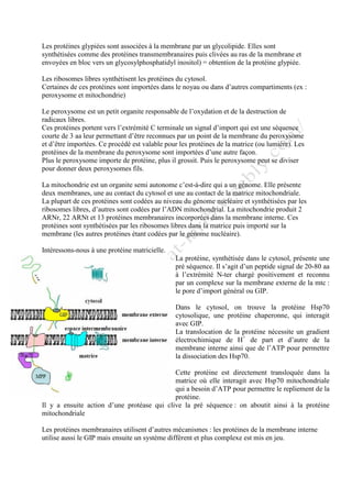 Les protéines glypiées sont associées à la membrane par un glycolipide. Elles sont
synthétisées comme des protéines transmembranaires puis clivées au ras de la membrane et
envoyées en bloc vers un glycosylphosphatidyl inositol) = obtention de la protéine glypiée.
Les ribosomes libres synthétisent les protéines du cytosol.
Certaines de ces protéines sont importées dans le noyau ou dans d’autres compartiments (ex :
peroxysome et mitochondrie)
Le peroxysome est un petit organite responsable de l’oxydation et de la destruction de
radicaux libres.
Ces protéines portent vers l’extrémité C terminale un signal d’import qui est une séquence
courte de 3 aa leur permettant d’être reconnues par un point de la membrane du peroxysome
et d’être importées. Ce procédé est valable pour les protéines de la matrice (ou lumière). Les
protéines de la membrane du peroxysome sont importées d’une autre façon.
Plus le peroxysome importe de protéine, plus il grossit. Puis le peroxysome peut se diviser
pour donner deux peroxysomes fils.
La mitochondrie est un organite semi autonome c’est-à-dire qui a un génome. Elle présente
deux membranes, une au contact du cytosol et une au contact de la matrice mitochondriale.
La plupart de ces protéines sont codées au niveau du génome nucléaire et synthétisées par les
ribosomes libres, d’autres sont codées par l’ADN mitochondrial. La mitochondrie produit 2
ARNr, 22 ARNt et 13 protéines membranaires incorporées dans la membrane interne. Ces
protéines sont synthétisées par les ribosomes libres dans la matrice puis importé sur la
membrane (les autres protéines étant codées par le génome nucléaire).
Intéressons-nous à une protéine matricielle.
La protéine, synthétisée dans le cytosol, présente une
pré séquence. Il s’agit d’un peptide signal de 20-80 aa
à l’extrémité N-ter chargé positivement et reconnu
par un complexe sur la membrane externe de la mtc :
le pore d’import général ou GIP.
Dans le cytosol, on trouve la protéine Hsp70
cytosolique, une protéine chaperonne, qui interagit
avec GIP.
La translocation de la protéine nécessite un gradient
électrochimique de H+
de part et d’autre de la
membrane interne ainsi que de l’ATP pour permettre
la dissociation des Hsp70.
Cette protéine est directement transloquée dans la
matrice où elle interagit avec Hsp70 mitochondriale
qui a besoin d’ATP pour permettre le repliement de la
protéine.
Il y a ensuite action d’une protéase qui clive la pré séquence : on aboutit ainsi à la protéine
mitochondriale
Les protéines membranaires utilisent d’autres mécanismes : les protéines de la membrane interne
utilise aussi le GIP mais ensuite un système différent et plus complexe est mis en jeu.
 