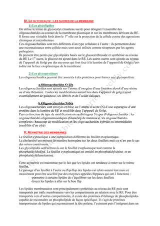 IV. LE GLYCOCALYX : LES SUCRES DE LA MEMBRANE
1) Les glycolipides
On utilise le terme de glycocalyx (manteau sucré) pour désigner l’ensemble des
oligosaccharides au contact de la membrane plasmique et sur les membranes dérivant du RE.
Il forme une véritable forêt dont le 1er
rôle est la protection de la cellule contre des agressions
chimiques et microbiennes.
Ces oligosaccharides sont très différents d’un type cellulaire à l’autre : ils permettent donc
une reconnaissance entre cellule mais sont aussi utilisés comme récepteurs par les agents
pathogènes.
Ils peuvent être portés par glycolipides basés sur le glucocérébroside et synthétisé au niveau
du RE Le 1er
sucre, le glucose est ajouté dans le RE. Les autres sucres sont ajoutés au niveau
de l’appareil de Golgi par des enzymes qui font face à la lumière de l’appareil de Golgi c’est-
à-dire sur la face exoplasmique de la membrane
2) Les glycoprotéines
Les oligosaccharides peuvent être associés à des protéines pour former une glycoprotéine.
a.Oligosaccharides O-liés
Les oligosaccharides sont ajoutés sur l’atome d’oxygène d’une fonction alcool d’une sérine
ou d’une thréonine. Toutes les modifications auront lieu dans l’appareil de golgi (ajout
essentiellement de galactose, ses dérivés et de l’acide sialique).
b.Oligosaccharides N-liés
Les oligosaccharides sont envoyés en bloc sur l’atome d’azote (N) d’une asparagine d’une
protéine dans la lumière du RE et modifiés dans l’appareil de Golgi.
Puis en fonction du type de modification on va distinguer 3 types d’oligosaccharides : les
oligosaccharides oligomannosidiques (beaucoup de mannoses), les oligosaccharides
complexes (beaucoup de modification) et les oligosaccharides hybride ou intermédiaire
(modifiés d’un côté)
V. ASYMETRIE DES MEMBRANES
Le feuillet cytosolique a une composition différente du feuillet exoplasmique.
Le cholestérol est présent de manière homogène sur les deux feuillets mais ce n’est pas le cas
des autres constituants.
Les glycolipides sont retrouvés sur le feuillet exoplasmique tout comme la
phosphatidylcholine. Le feuillet cytoplasmique est enrichi en phosphatidylsérine et en
phosphatidyléthanolamine.
Cette asymétrie est maintenue par le fait que les lipides ont tendance à rester sur le même
feuillet.
Le passage d’un feuillet à l’autre ou flip-flop des lipides est relativement lent mais ce
mouvement peut être accéléré par des enzymes appelées flippases qui ont 2 fonctions :
-permettre à certains lipides de s’équilibrer sur les deux feuillets
-forcer les lipides à aller sur le bon flip
Les lipides membranaires sont principalement synthétisés au niveau du RE puis sont
transportés par trafic membranaire vers les compartiments en relation avec le RE. Pour être
transportés vers d’autres compartiments, il existe des protéines d’échange de phospholipides
capable de reconnaître un phospholipide de façon spécifique. Il s’agit de protéines
transporteuses de lipides qui reconnaissent la tête polaire, l’extraient puis l’intègrent dans un
 