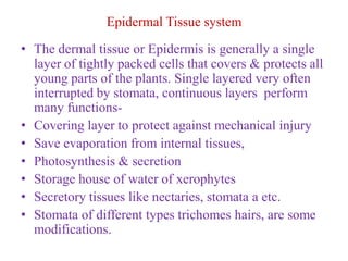 Epidermal Tissue system
• The dermal tissue or Epidermis is generally a single
layer of tightly packed cells that covers & protects all
young parts of the plants. Single layered very often
interrupted by stomata, continuous layers perform
many functions-
• Covering layer to protect against mechanical injury
• Save evaporation from internal tissues,
• Photosynthesis & secretion
• Storage house of water of xerophytes
• Secretory tissues like nectaries, stomata a etc.
• Stomata of different types trichomes hairs, are some
modifications.
 