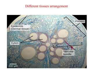 Different tissues arrangement
 