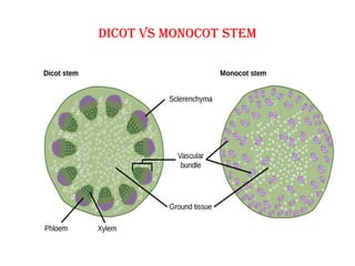 Dicot VS Monocot stem
 