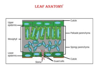 Leaf anatomy
 