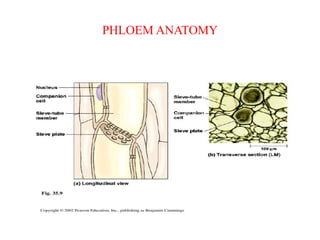 PHLOEM ANATOMY
 