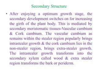 Secondary Structure
• After enjoying a optimum growth stage, the
secondary development switches on for increasing
the girth of the plant body. This is mediated by
secondary meristematic tissues-Vascular cambium
& Cork cambium. The vascular cambium as
remains within the stealer region popularly brings
intrastealer growth & the cork cambium lies in the
non-stealer region, brings extra-stealer growth.
The intrastealer growth transforms into the
secondary xylem called wood & extra stealer
region transforms the bark or periderm.
 