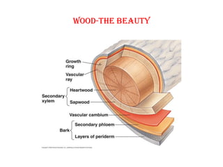Wood-the beauty
 