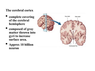Comprehensive Overview of Cerebral Cortex Structure and Functional ...