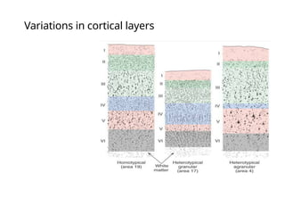 Comprehensive Overview of Cerebral Cortex Structure and Functional ...