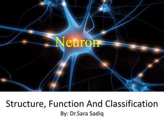 Structure, Function And Classification
By: Dr.Sara Sadiq
Neuron
 
