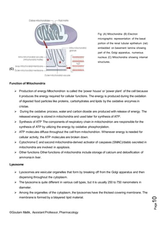©Goutam Mallik, Assistant Professor, Pharmacology
Page
10
Fig: (A) Mitochondria (B) Electron
micrographic representation of the basal
portion of the renal tubular epithelium (rat)
embedded on basement lamina showing
part of the, Golgi apparatus, numerous
nucleus (C) Mitochondria showing internal
structures.
(C)
Function of Mitochondria
 Production of energy Mitochondrion is called the ‘power house’ or ‘power plant’ of the cell because
it produces the energy required for cellular functions. The energy is produced during the oxidation
of digested food particles like proteins, carbohydrates and lipids by the oxidative enzymes in
cristae.
 During the oxidative process, water and carbon dioxide are produced with release of energy. The
released energy is stored in mitochondria and used later for synthesis of ATP.
 Synthesis of ATP The components of respiratory chain in mitochondrion are responsible for the
synthesis of ATP by utilizing the energy by oxidative phosphorylation.
 ATP molecules diffuse throughout the cell from mitochondrion. Whenever energy is needed for
cellular activity, the ATP molecules are broken down.
 Cytochrome C and second mitochondria-derived activator of caspases (SMAC)/diablo secreted in
mitochondria are involved in apoptosis.
 Other functions Other functions of mitochondria include storage of calcium and detoxification of
ammonia in liver.
Lysosome
 Lysosomes are vesicular organelles that form by breaking off from the Golgi apparatus and then
dispersing throughout the cytoplasm.
 The lysosome is quite different in various cell types, but it is usually 250 to 750 nanometers in
diameter.
 Among the organelles of the cytoplasm, the lysosomes have the thickest covering membrane. The
membrane is formed by a bilayered lipid material.
 