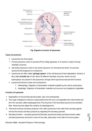 ©Goutam Mallik, Assistant Professor, Pharmacology
Page
11
Fig: Digestive function of lysosomes
Types of Lysosomes
 Lysosomes are of two types:
1. Primary lysosome, which is pinched off from Golgi apparatus. It is inactive in spite of having
hydrolytic enzymes.
2. Secondary lysosome, which is the active lysosome. It is formed by the fusion of a primary
lysosome with phagosome or endosome.
 Lysosomes are often called ‘garbage system’ of the cell because of their degradation activity.it is
also called suicidal sac of cell. About 50 different hydrolytic enzymes, known as acid
hydroxylases are present in the lysosomes, through which lysosomes execute their functions.
 Lysosomal functions involve two mechanisms:
1. Heterophagy: Digestion of extracellular materials engulfed by the cell via endocytosis.
2. Autophagy: Digestion of intracellular materials such as worn-out cytoplasmic organelles.
Function of Lysosome
1. Degradation of macromolecules like protein, lipid and carbohydrate.
2. The rough endoplasmic reticulum wraps itself around the worn-out organelles like mitochondria and
form the vacuoles called autophagosomes.The enzymes in the secondary lysosome are activated.
Now, these enzymes digest the contents of autophagosome.
3. Removal of excess secretory products in the cells Lysosomes in the cells of the secretory glands
remove the excess secretory products by degrading the secretory granules.
4. Secretory function – secretory lysosomes Recently, lysosomes having secretory function called
secretory lysosomes are found in some of the cells, particularly in the cells of immune system.
 