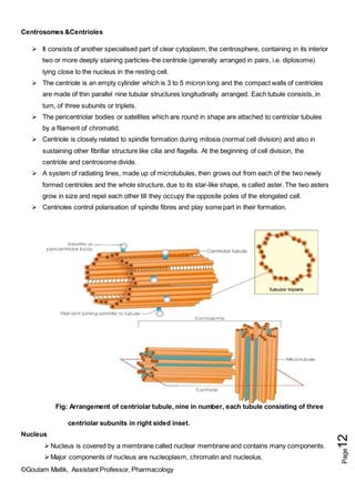 ©Goutam Mallik, Assistant Professor, Pharmacology
Page
12
Centrosomes &Centrioles
 It consists of another specialised part of clear cytoplasm, the centrosphere, containing in its interior
two or more deeply staining particles-the centriole (generally arranged in pairs, i.e. diplosome)
lying close to the nucleus in the resting cell.
 The centriole is an empty cylinder which is 3 to 5 micron long and the compact walls of centrioles
are made of thin parallel nine tubular structures longitudinally arranged. Each tubule consists, in
turn, of three subunits or triplets.
 The pericentriolar bodies or satellites which are round in shape are attached to centriolar tubules
by a filament of chromatid.
 Centriole is closely related to spindle formation during mitosis (normal cell division) and also in
sustaining other fibrillar structure like cilia and flagella. At the beginning of cell division, the
centriole and centrosome divide.
 A system of radiating lines, made up of microtubules, then grows out from each of the two newly
formed centrioles and the whole structure, due to its star-like shape, is called aster. The two asters
grow in size and repel each other till they occupy the opposite poles of the elongated cell.
 Centrioles control polarisation of spindle fibres and play some part in their formation.
Fig: Arrangement of centriolar tubule, nine in number, each tubule consisting of three
centriolar subunits in right sided inset.
Nucleus
Nucleus is covered by a membrane called nuclear membrane and contains many components.
Major components of nucleus are nucleoplasm, chromatin and nucleolus.
 