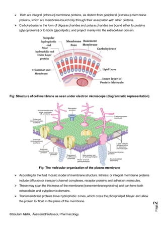 ©Goutam Mallik, Assistant Professor, Pharmacology
Page
2
 Both are integral (intrinsic) membrane proteins, as distinct from peripheral (extrinsic) membrane
proteins, which are membrane-bound only through their association with other proteins.
 Carbohydrates in the form of oligosaccharides and polysaccharides are bound either to proteins
(glycoproteins) or to lipids (glycolipids), and project mainly into the extracellular domain.
Fig: Structure of cell membrane as seen under electron microscope (diagrammatic representation)
Fig: The molecular organization of the plasma membrane
 According to the fluid mosaic model of membrane structure. Intrinsic or integral membrane proteins
include diffusion or transport channel complexes, receptor proteins and adhesion molecules.
 These may span the thickness of the membrane (transmembrane proteins) and can have both
extracellular and cytoplasmic domains.
 Transmembrane proteins have hydrophobic zones, which cross the phospholipid bilayer and allow
the protein to ‘float’ in the plane of the membrane.
 