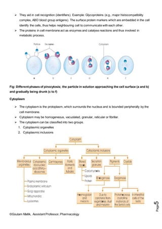 ©Goutam Mallik, Assistant Professor, Pharmacology
Page
5
 They aid in cell recognition (identifiers). Example: Glycoproteins (e.g., major histocompatibility
complex, ABO blood group antigens). The surface protein markers which are embedded in the cell
identify the cells, thus helps neighbouring cell to communicate with each other.
 The proteins in cell membrane act as enzymes and catalyse reactions and thus involved in
metabolic process.
Fig: Different phases of pinocytosis; the particle in solution approaching the cell surface (a and b)
and gradually being drunk (c to f)
Cytoplasm
 The cytoplasm is the protoplasm, which surrounds the nucleus and is bounded peripherally by the
cell membrane.
 Cytoplasm may be homogeneous, vacuolated, granular, reticular or fibrillar.
 The cytoplasm can be classified into two groups.
1. Cytoplasmic organelles
2. Cytoplasmic inclusions
 