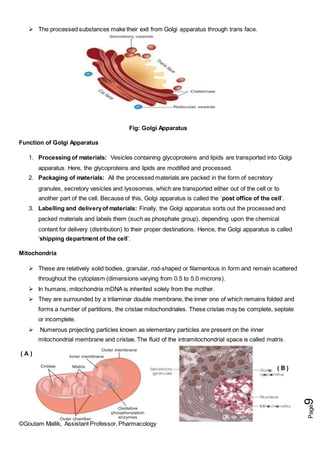 ©Goutam Mallik, Assistant Professor, Pharmacology
Page
9
 The processed substances make their exit from Golgi apparatus through trans face.
Fig: Golgi Apparatus
Function of Golgi Apparatus
1. Processing of materials: Vesicles containing glycoproteins and lipids are transported into Golgi
apparatus. Here, the glycoproteins and lipids are modified and processed.
2. Packaging of materials: All the processed materials are packed in the form of secretory
granules, secretory vesicles and lysosomes, which are transported either out of the cell or to
another part of the cell. Because of this, Golgi apparatus is called the ‘post office of the cell’.
3. Labelling and deliveryof materials: Finally, the Golgi apparatus sorts out the processed and
packed materials and labels them (such as phosphate group), depending upon the chemical
content for delivery (distribution) to their proper destinations. Hence, the Golgi apparatus is called
‘shipping department of the cell’.
Mitochondria
 These are relatively solid bodies, granular, rod-shaped or filamentous in form and remain scattered
throughout the cytoplasm (dimensions varying from 0.5 to 5.0 microns).
 In humans, mitochondria mDNA is inherited solely from the mother.
 They are surrounded by a trilaminar double membrane, the inner one of which remains folded and
forms a number of partitions, the cristae mitochondriales. These cristae may be complete, septate
or incomplete.
 Numerous projecting particles known as elementary particles are present on the inner
mitochondrial membrane and cristae. The fluid of the intramitochondrial space is called matrix.
( A )
( B )
 