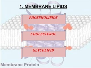 1. MEMBRANE LIPIDS
CHOLESTEROL
PHOSPHOLIPIDS
GLYCOLIPID
 