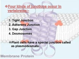 Structure & function of cell membrane
