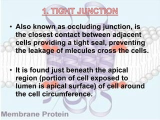 • Also known as occluding junction, is
the closest contact between adjacent
cells providing a tight seal, preventing
the leakage of mlecules cross the cells.
• It is found just beneath the apical
region (portion of cell exposed to
lumen is apical surface) of cell around
the cell circumference.
 