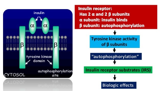 structure kinase fructose of Structure& By insulin,glucagon Dr. function KUmar Ashok structure kinase fructose of Structure& By insulin,glucagon Dr. function KUmar Ashok
