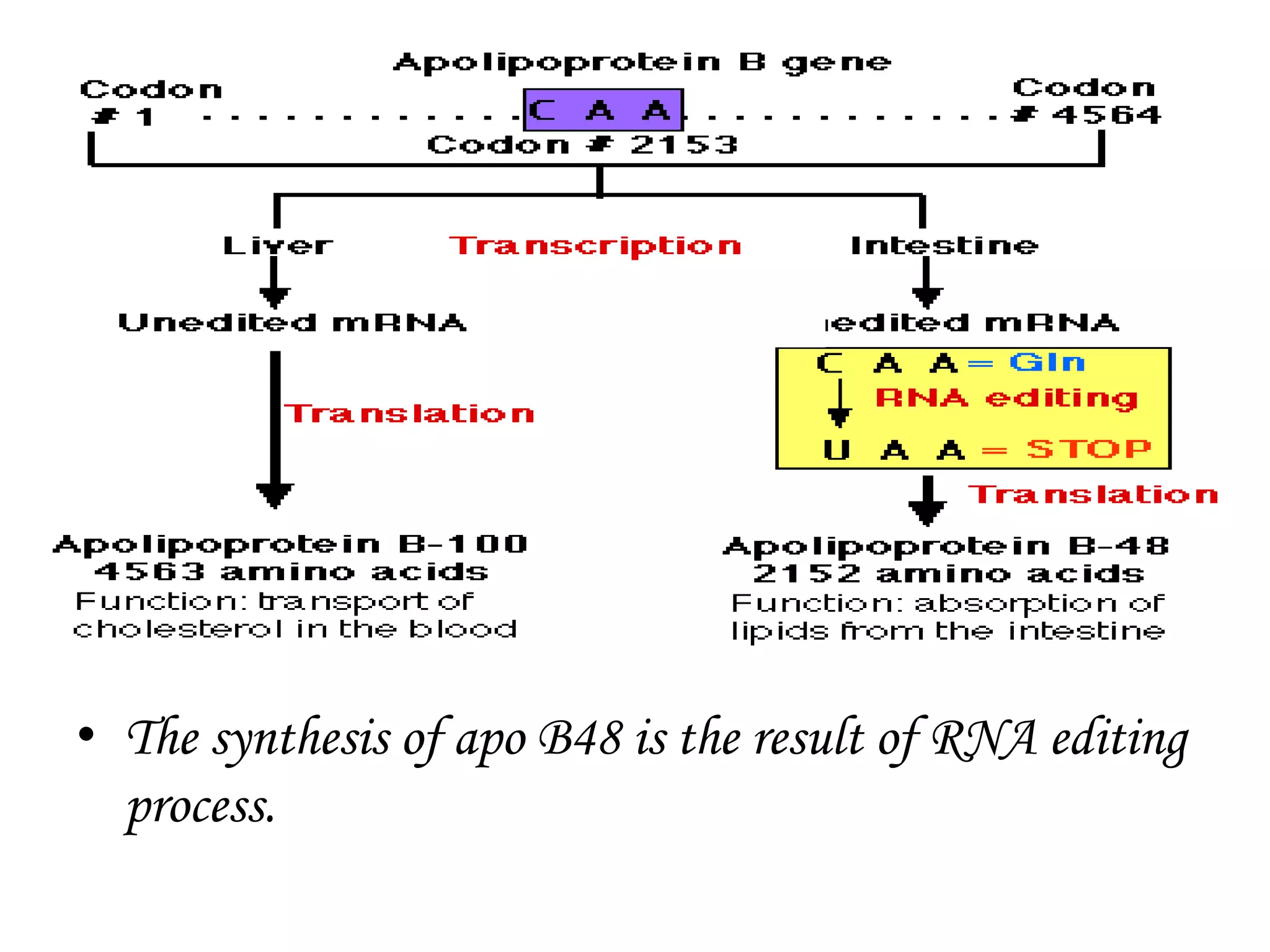 • The synthesis of apo B48 is the result of RNA editing
process.
 