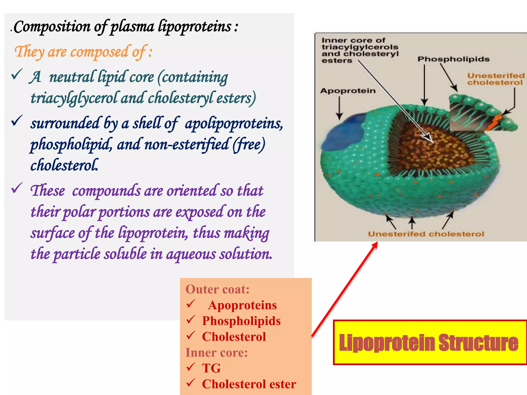 .Composition of plasma lipoproteins :
They are composed of :
 A neutral lipid core (containing
triacylglycerol and cholesteryl esters)
 surrounded by a shell of apolipoproteins,
phospholipid, and non-esterified (free)
cholesterol.
 These compounds are oriented so that
their polar portions are exposed on the
surface of the lipoprotein, thus making
the particle soluble in aqueous solution.
Outer coat:
 Apoproteins
 Phospholipids
 Cholesterol
Inner core:
 TG
 Cholesterol ester
Lipoprotein Structure
 