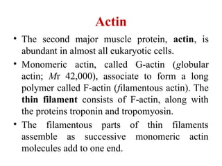Actin
• The second major muscle protein, actin, is
abundant in almost all eukaryotic cells.
• Monomeric actin, called G-actin (globular
actin; Mr 42,000), associate to form a long
polymer called F-actin (filamentous actin). The
thin filament consists of F-actin, along with
the proteins troponin and tropomyosin.
• The filamentous parts of thin filaments
assemble as successive monomeric actin
molecules add to one end.
 