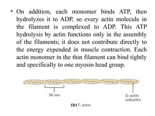 • On addition, each monomer binds ATP, then
hydrolyzes it to ADP, so every actin molecule in
the filament is complexed to ADP. This ATP
hydrolysis by actin functions only in the assembly
of the filaments; it does not contribute directly to
the energy expended in muscle contraction. Each
actin monomer in the thin filament can bind tightly
and specifically to one myosin head group.
 