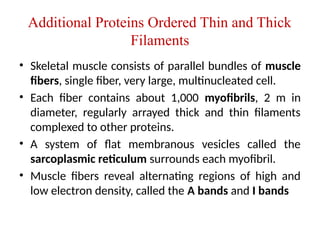 Additional Proteins Ordered Thin and Thick
Filaments
• Skeletal muscle consists of parallel bundles of muscle
fibers, single fiber, very large, multinucleated cell.
• Each fiber contains about 1,000 myofibrils, 2 m in
diameter, regularly arrayed thick and thin filaments
complexed to other proteins.
• A system of flat membranous vesicles called the
sarcoplasmic reticulum surrounds each myofibril.
• Muscle fibers reveal alternating regions of high and
low electron density, called the A bands and I bands
 