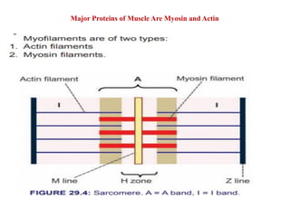 Major Proteins of Muscle Are Myosin and Actin
 
