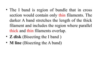 • The I band is region of bundle that in cross
section would contain only thin filaments. The
darker A band stretches the length of the thick
filament and includes the region where parallel
thick and thin filaments overlap.
• Z disk (Bisecting the I band )
• M line (Bisecting the A band)
 