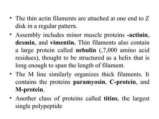 • The thin actin filaments are attached at one end to Z
disk in a regular pattern.
• Assembly includes minor muscle proteins -actinin,
desmin, and vimentin. Thin filaments also contain
a large protein called nebulin (,7,000 amino acid
residues), thought to be structured as a helix that is
long enough to span the length of filament.
• The M line similarly organizes thick filaments. It
contains the proteins paramyosin, C-protein, and
M-protein.
• Another class of proteins called titins, the largest
single polypeptide
 