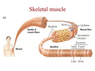 Skeletal muscle
 