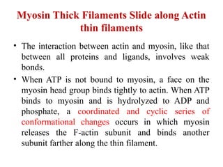 Myosin Thick Filaments Slide along Actin
thin filaments
• The interaction between actin and myosin, like that
between all proteins and ligands, involves weak
bonds.
• When ATP is not bound to myosin, a face on the
myosin head group binds tightly to actin. When ATP
binds to myosin and is hydrolyzed to ADP and
phosphate, a coordinated and cyclic series of
conformational changes occurs in which myosin
releases the F-actin subunit and binds another
subunit farther along the thin filament.
 