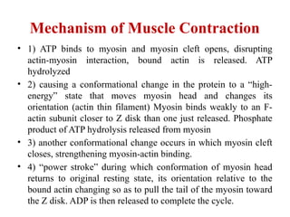 Mechanism of Muscle Contraction
• 1) ATP binds to myosin and myosin cleft opens, disrupting
actin-myosin interaction, bound actin is released. ATP
hydrolyzed
• 2) causing a conformational change in the protein to a “high-
energy” state that moves myosin head and changes its
orientation (actin thin filament) Myosin binds weakly to an F-
actin subunit closer to Z disk than one just released. Phosphate
product of ATP hydrolysis released from myosin
• 3) another conformational change occurs in which myosin cleft
closes, strengthening myosin-actin binding.
• 4) “power stroke” during which conformation of myosin head
returns to original resting state, its orientation relative to the
bound actin changing so as to pull the tail of the myosin toward
the Z disk. ADP is then released to complete the cycle.
 