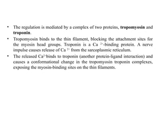 • The regulation is mediated by a complex of two proteins, tropomyosin and
troponin.
• Tropomyosin binds to the thin filament, blocking the attachment sites for
the myosin head groups. Troponin is a Ca 2+
-binding protein. A nerve
impulse causes release of Ca 2+
from the sarcoplasmic reticulum.
• The released Ca2+
binds to troponin (another protein-ligand interaction) and
causes a conformational change in the tropomyosin troponin complexes,
exposing the myosin-binding sites on the thin filaments.
 