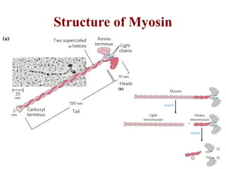 Structure of Myosin
 